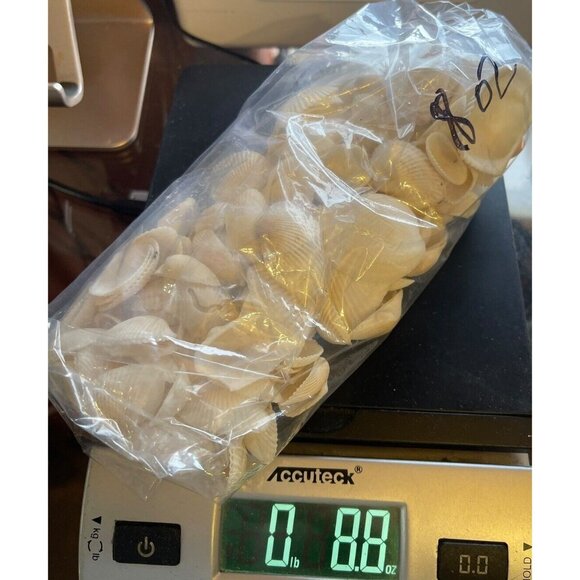 8 oz. Bul Natural Seashells Ocean Small White Clam Shell Crafts - Picture 5 of 5